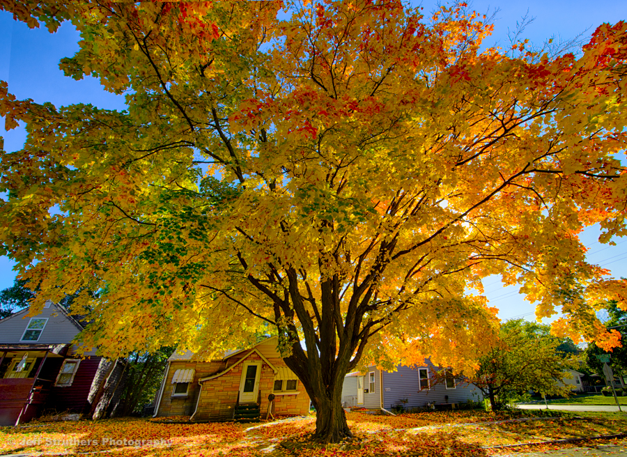Autumn Mapel on Glidden Avenue