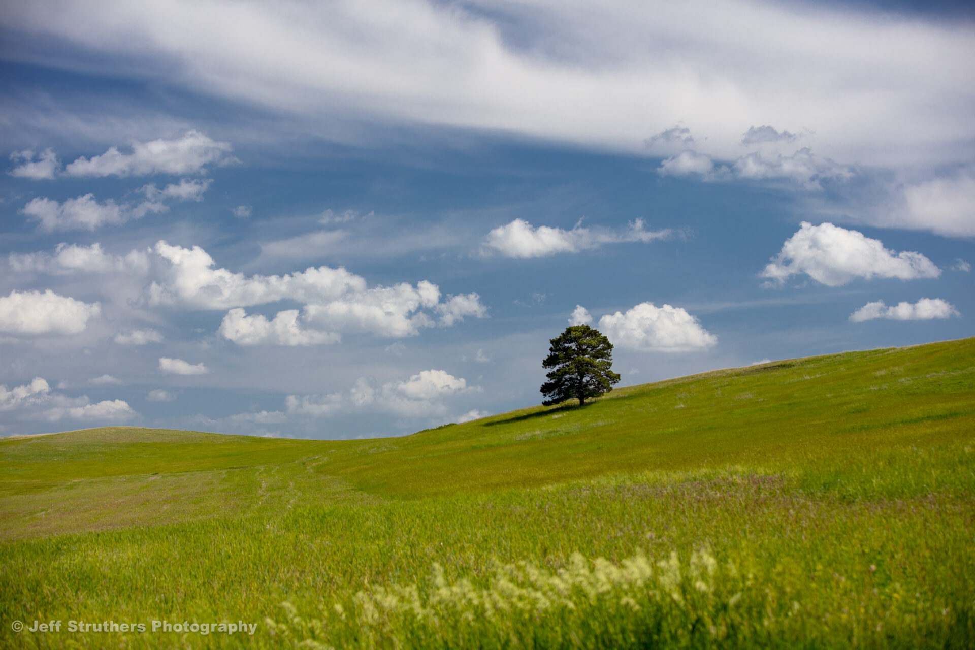 A lone tree in the middle of a green field.