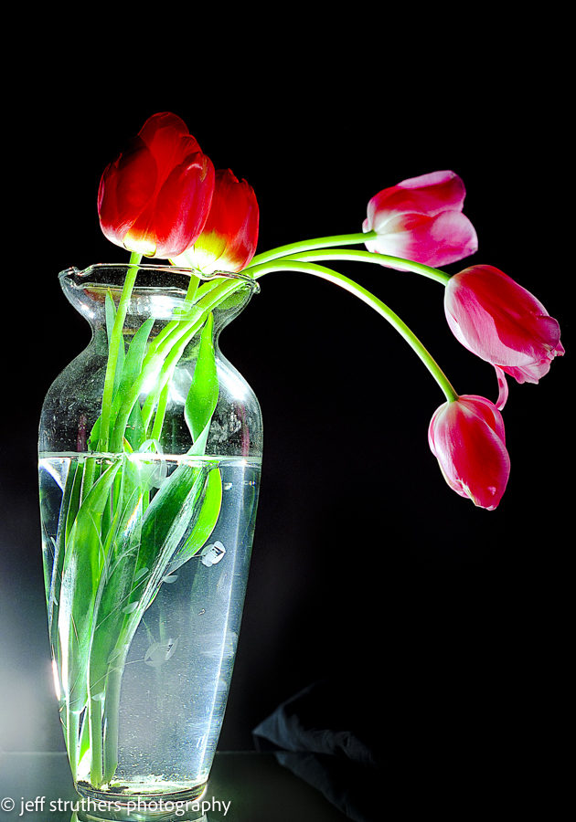Tulips in Vase, Ektar 25 Film