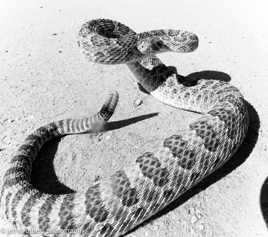 A snake is curled up on the ground.
