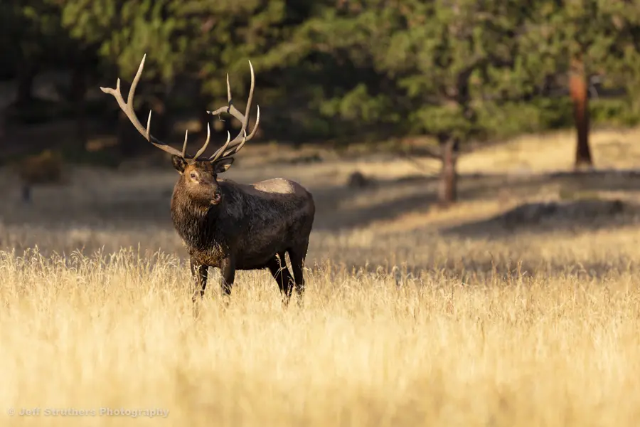 Elk in Meadow Photography, RMNP